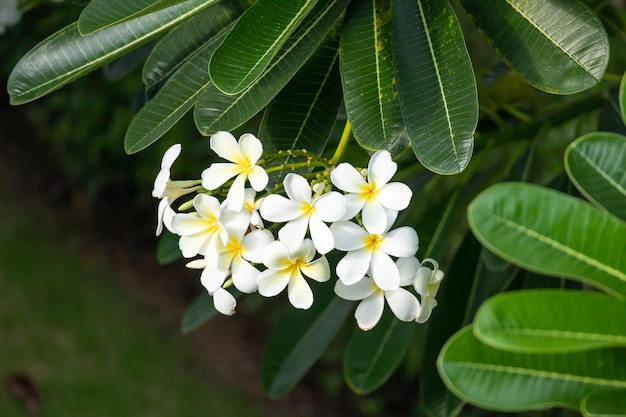 Biały kwiat Frangipani Plumeria alba z zielonymi liśćmi