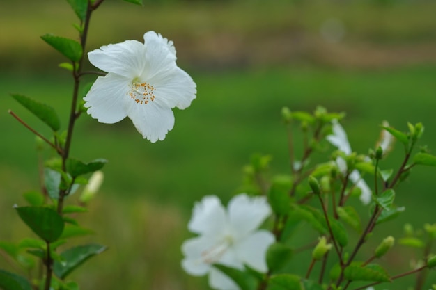 Biały kwiat hibiskusa lub roślina obuwia w łacińskiej nazwie ogrodu to hibiskus rosa sinensis