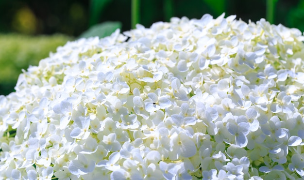 Biały kwiat hortensji paniculata