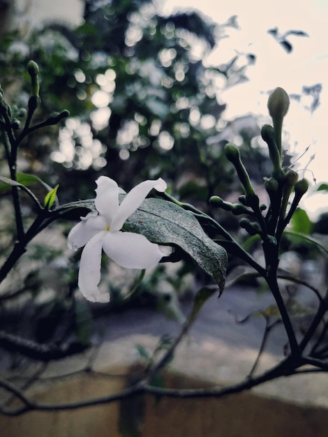 Zdjęcie biały kwiat jasminu