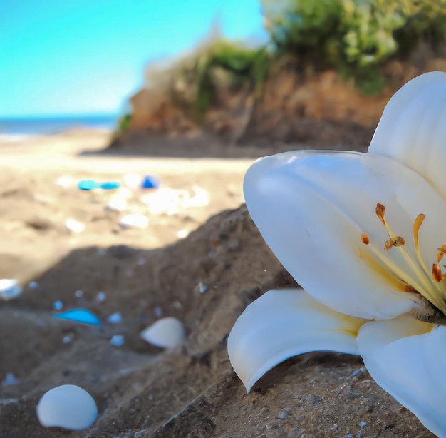 Biały kwiat jest w piasku na plaży.