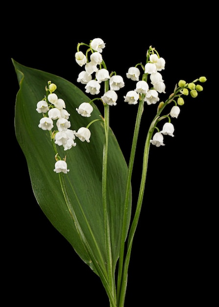 Biały kwiat konwalii lat Convallaria majalis na białym tle na czarnym tle