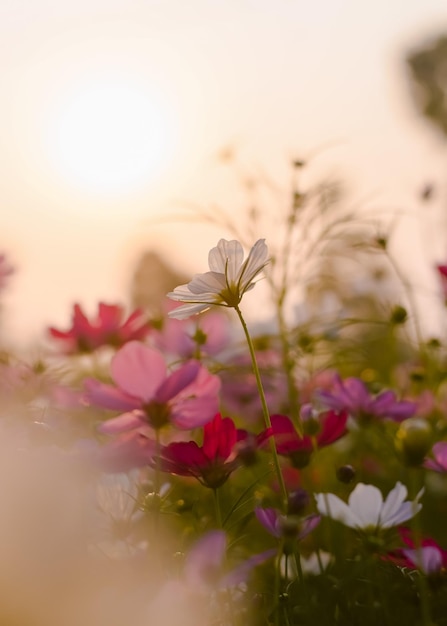 Biały kwiat kosmosu w ogrodzie z czasem zachodu słońca