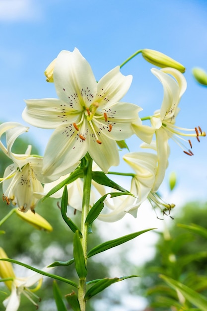 Biały kwiat lilii Lilium L w naturalnym świetle w ogrodzie jeden duży kwiat