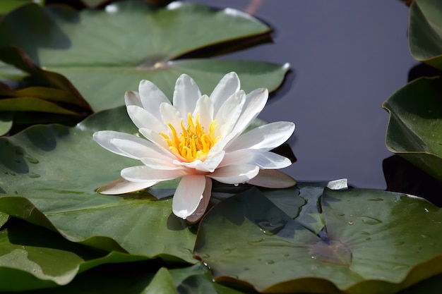 Biały kwiat lotosu na wodzie