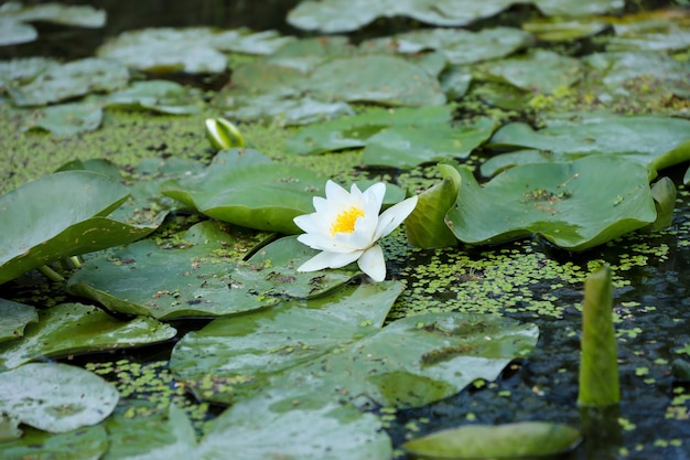 Biały kwiat lotosu z żółtym pyłkiem na powierzchni wody