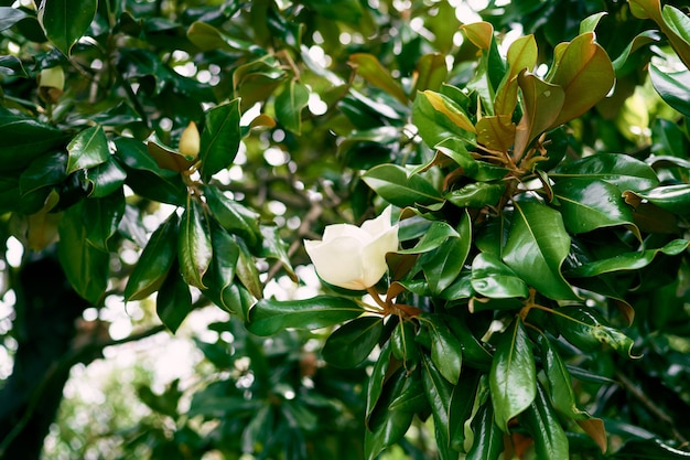 Biały kwiat magnolii na zielonym krzaku