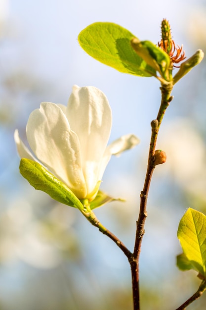 Biały kwiat magnolii z bliska Selektywne skupienie płytkiej głębi ostrości