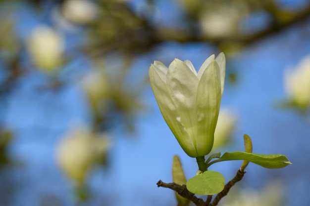 Zdjęcie biały kwiat magnolii z bliska