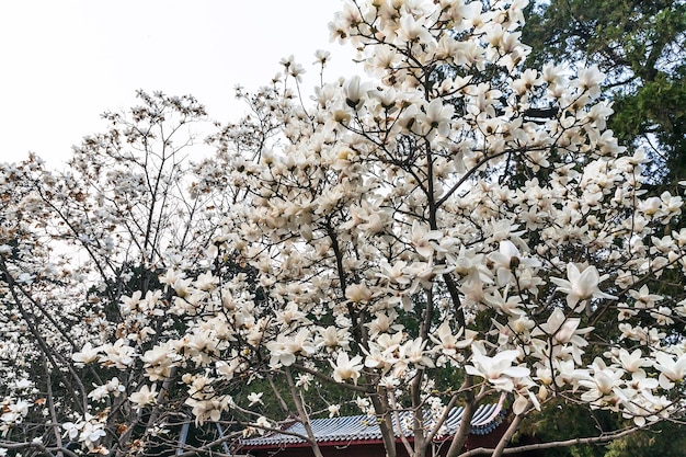 Biały kwiat na drzewach magnolii w Pekinie