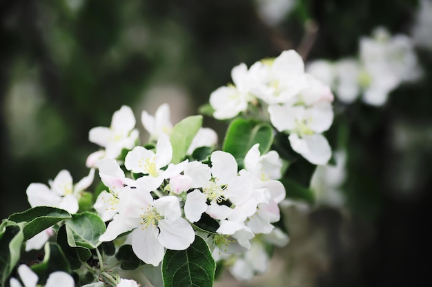 Biały kwiat na drzewie Kwiaty jabłoni i wiśni Wiosenne kwitnienie