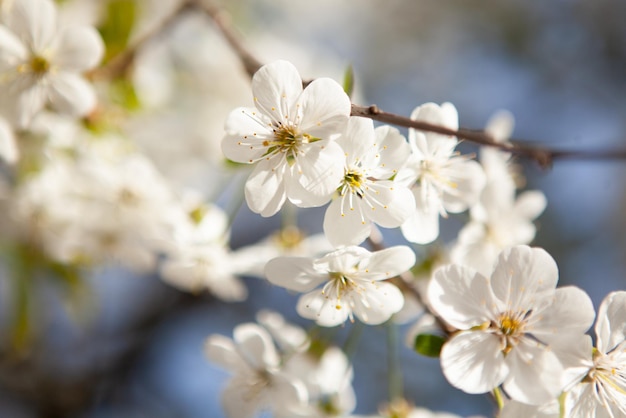 Biały kwiat na drzewie Kwitnąca wiśnia Wiosna