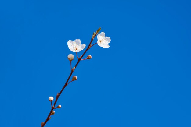 biały kwiat na gałęzi na niebieskim tle