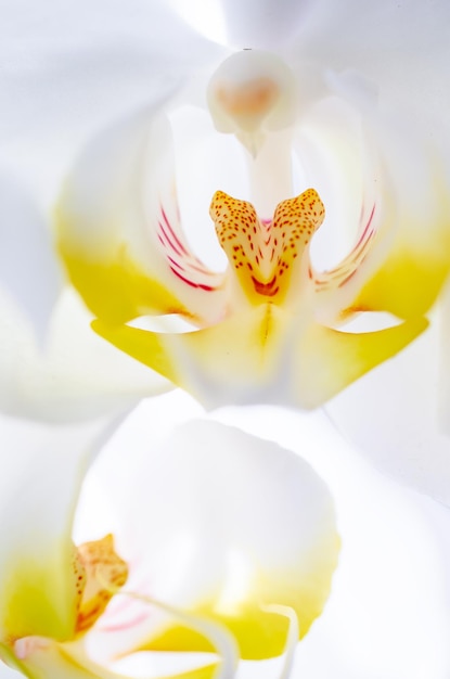 Biały Kwiat Orchidei Na Jasnym Tle