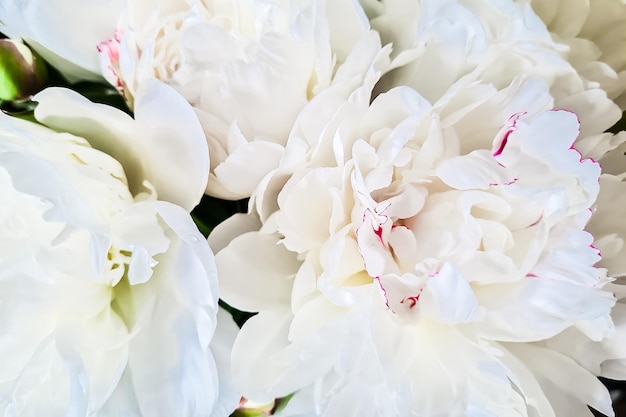 Zdjęcie biały kwiat pioniana z bliska delikatne, kruche płatki kwiatów
