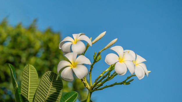 Biały kwiat Plumeria