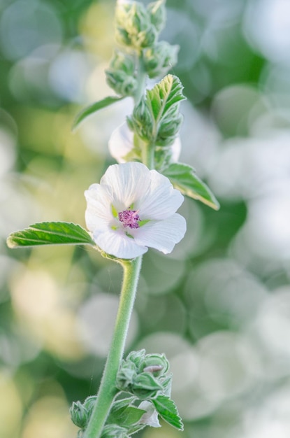 Biały kwiat prawoślazu Kwiat prawoślazu lekarskiego lub roślina ozdobna