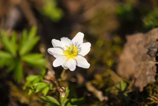 Biały kwiat przebiśnieg Anemone w wiosennym lesie