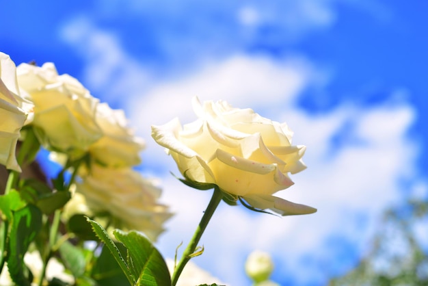 Biały kwiat róży w ogrodzie na tle błękitnego nieba i chmur. Kolor Vintage. Natura