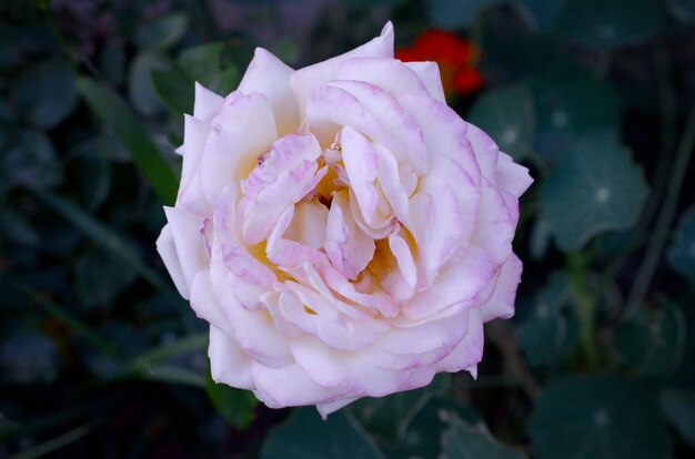 Biały kwiat róży zbliżenie