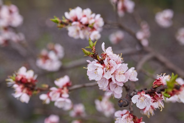 Biały Kwiat Sakura Kwitnący Jako Naturalne Tło