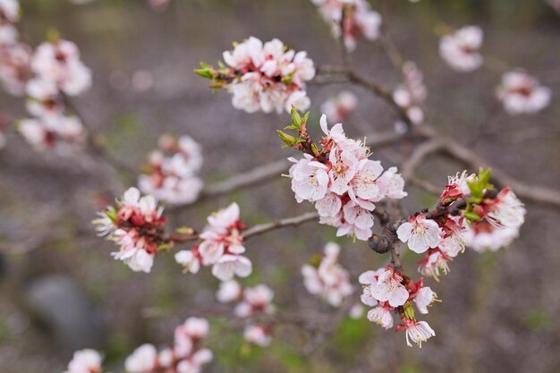 Biały kwiat sakura kwitnący jako naturalne tło