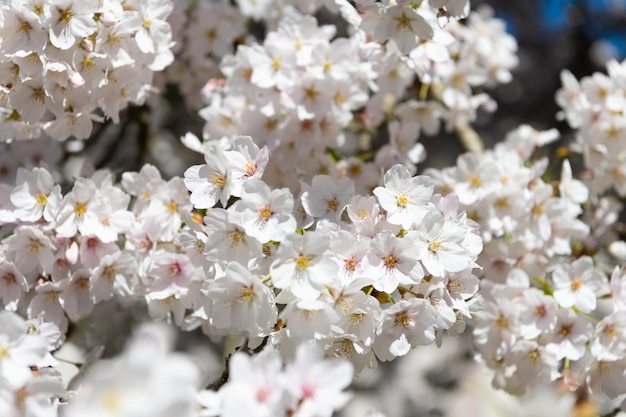 Biały kwiat sezonowego drzewa sakura w tle wiosennych kwiatów