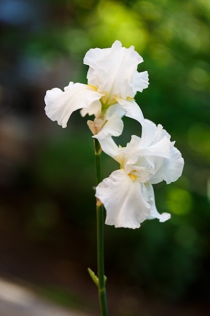 Biały kwiat tęczówki z bliska zdjęcie, małe dof