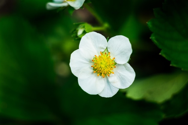 Biały kwiat truskawki w ogrodzie z bliska