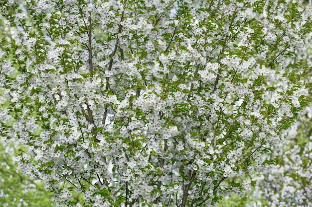 Biały kwiat wiśni