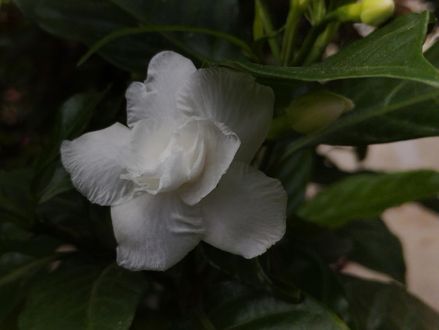 Biały kwiat z ciemnozielonym liściem