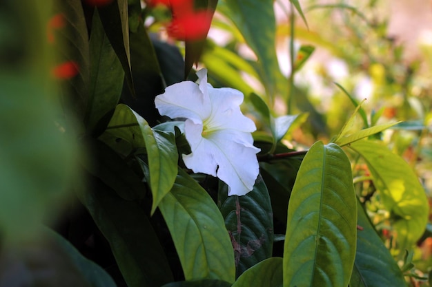 Biały kwiat z czerwonym środkiem otoczony jest zielonymi liśćmi.