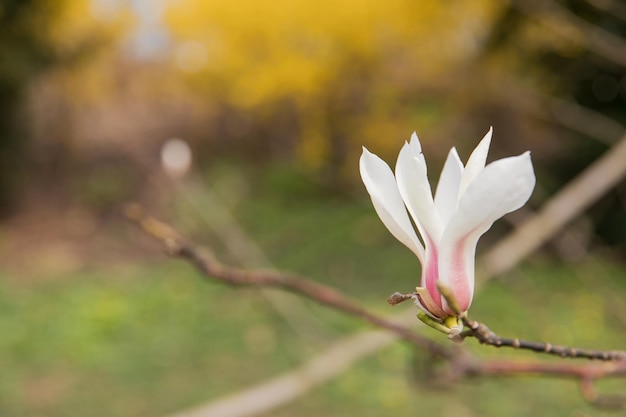 Biały kwiat z różowymi końcówkami jest na gałęzi.