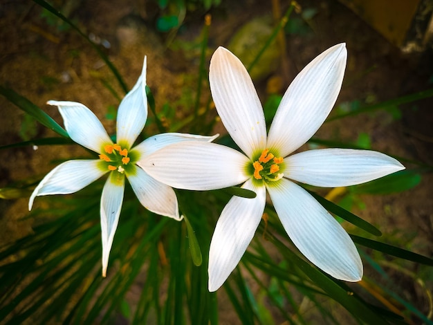 Biały kwiat z żółtym środkiem jest na zielonej roślinie