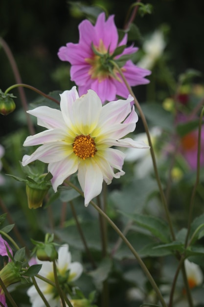 Biały kwiat z żółtym środkiem otoczony jest innymi kwiatami.