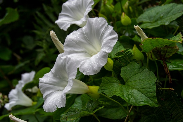 Zdjęcie biały kwiat ze słowem hibiskus