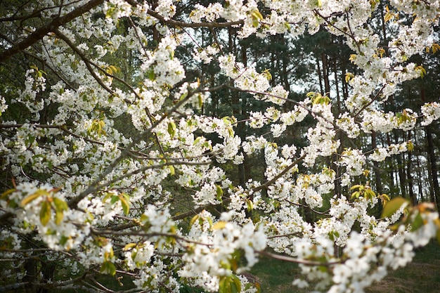 Biały kwitnący drzewo Sakura przy wiosną