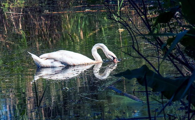 Biały łabędź na rzece Odbicie na powierzchni wody