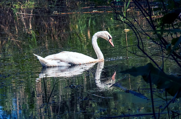 Biały łabędź na rzece Odbicie na powierzchni wody