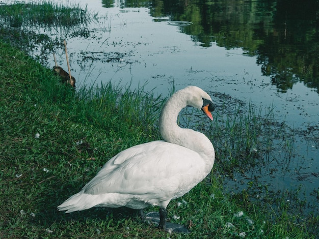 Biały łabędź na tle lasu