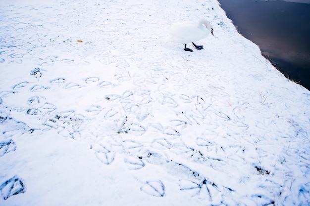 Zdjęcie biały łabędź na zimowym stawie. zamarznięta rzeka. ślady na śniegu. zimowy krajobraz z białym łabędziem. śpiąca natura.