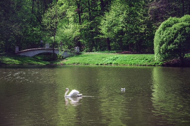 Biały łabędź pływa po rzece. jasny słoneczny dzień. zielone drzewa, krzewy i trawy