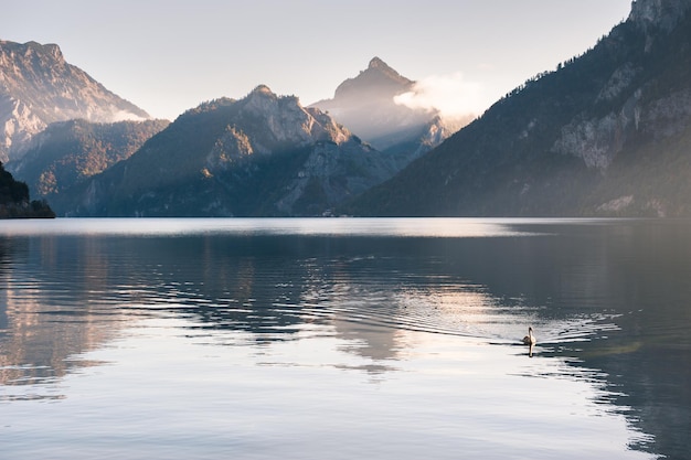 Biały łabędź pływający po jeziorze Traunsee o wschodzie słońca. Alpy Austriackie, Europa. Jesienny krajobraz