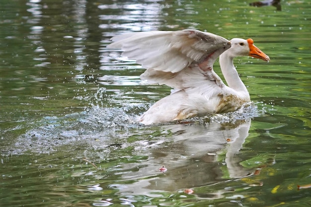 Biały łabędź Trzepoczący Skrzydłami