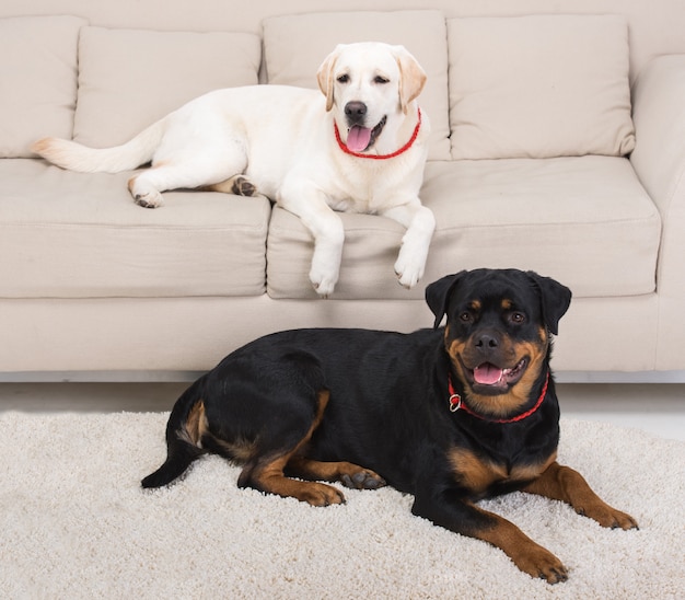 Biały labrador leżący na kanapie i rottweiler na podłodze.