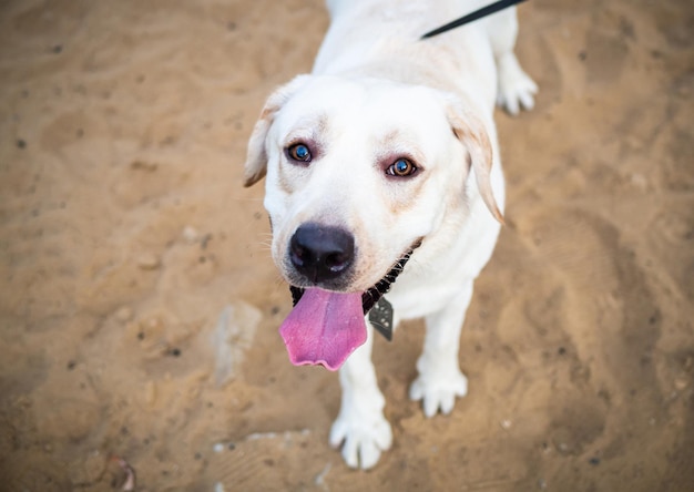 Biały Labrador Spacerujący Po Letnim Polu