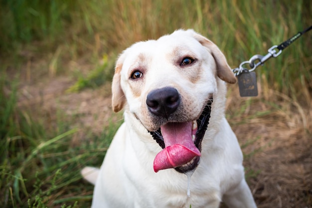 Biały labrador spacerujący po letnim polu