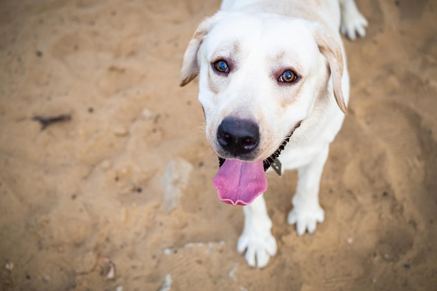 Biały labrador spacerujący po letnim polu