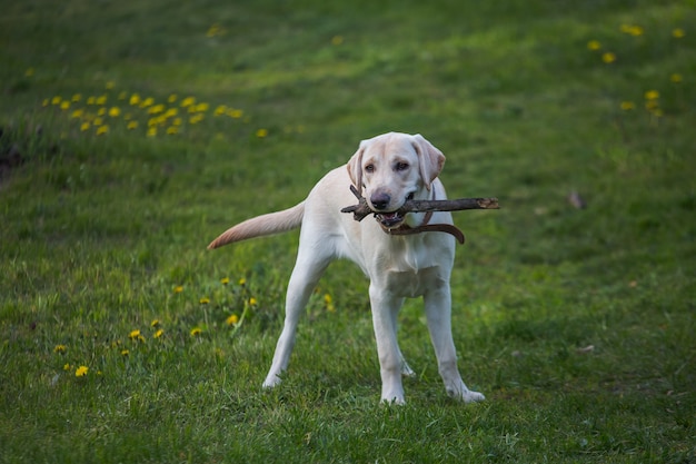 Biały labrador z kijem w zębach na trawie