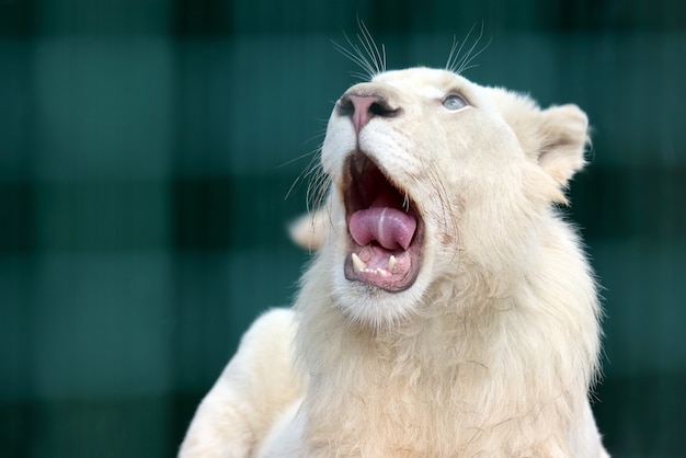 Biały lew z szeroko otwartymi ustami